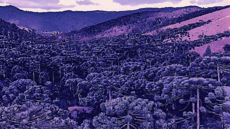 Apenas 4% das florestas de araucária permanecem no Brasil, aponta pesquisa recente Apenas 4% das florestas de araucária permanecem no Brasil, aponta pesquisa recente