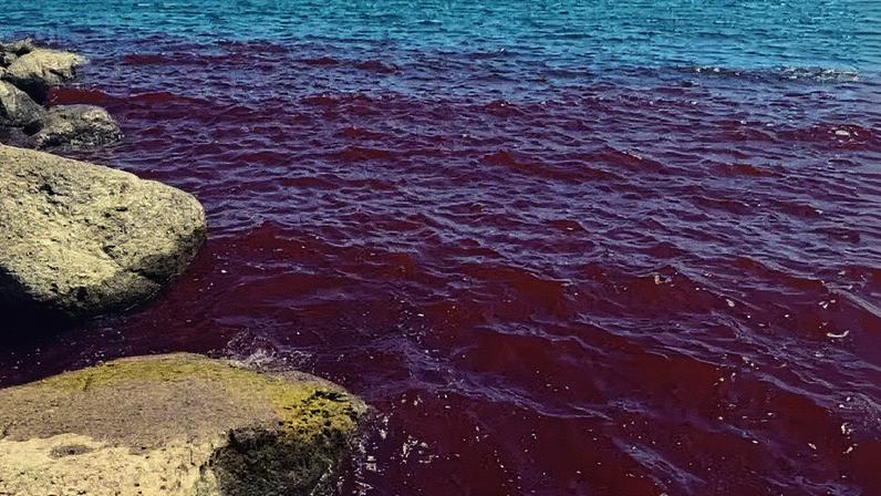 Mar da Galileia se torna vermelho e causa preocupação entre moradores e cientistas Mar da Galileia se torna vermelho e causa preocupação entre moradores e cientistas