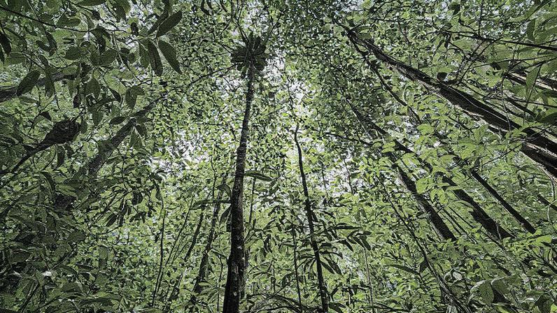 Audiências públicas promovem debate sobre uso sustentável da floresta no Amapá