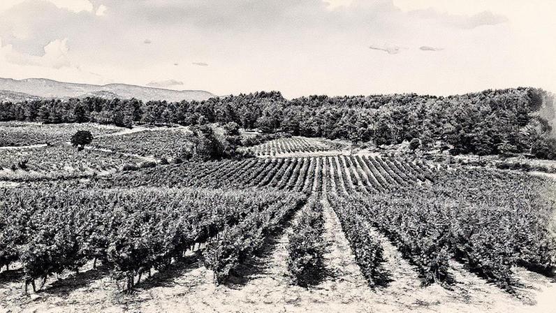Descubra dez vinhos de Provence por menos de 15 euros que você vai adorar