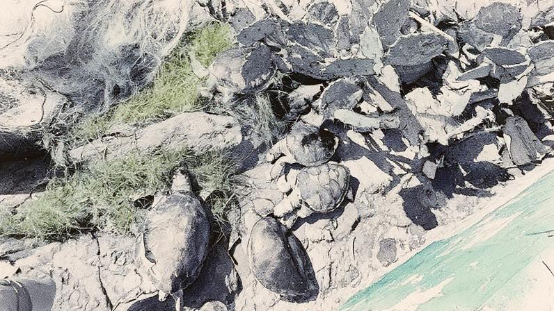 Sete tartarugas mortas são resgatadas de rede de pesca ilegal em Vitória