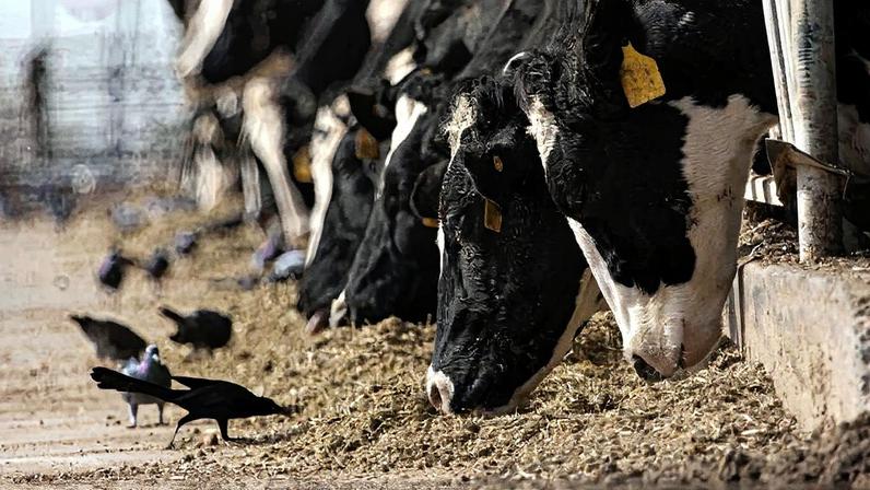 Gripe aviária se espalha rapidamente em fazendas de leite no Brasil
