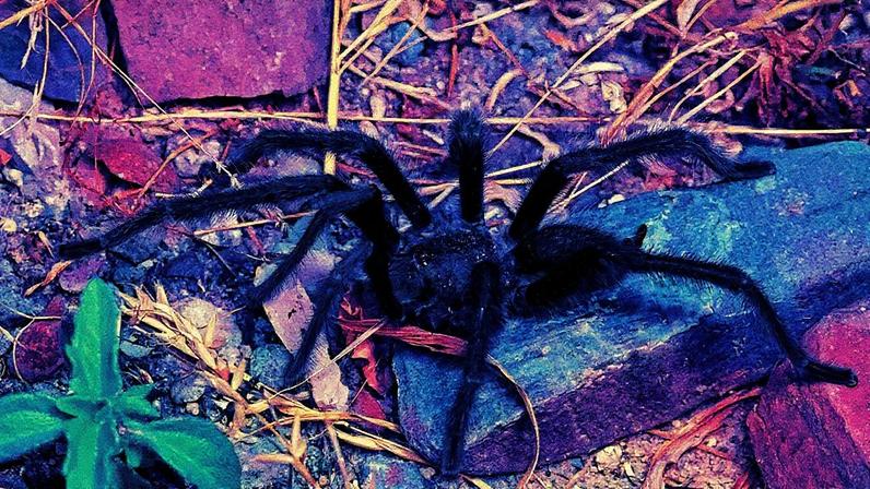 Tarântula gigante estabelece novo recorde com órgão sexual impressionante