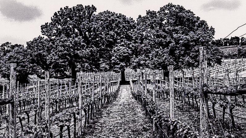 Vendas de vinhos tranquilos na Inglaterra e País de Gales superam espumantes