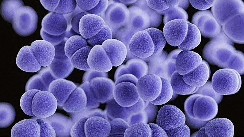 Gene mutante ameaça eficácia de antibióticos contra infecções hospitalares
