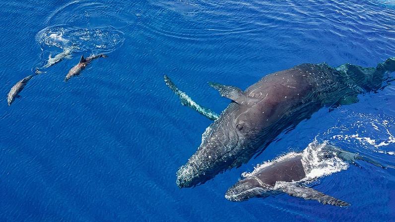 Baleias e golfinhos mostram amizade em vídeos surpreendentes da natureza