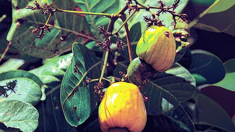 Frutas estratégicas surgem como solução para enfrentar as mudanças climáticas