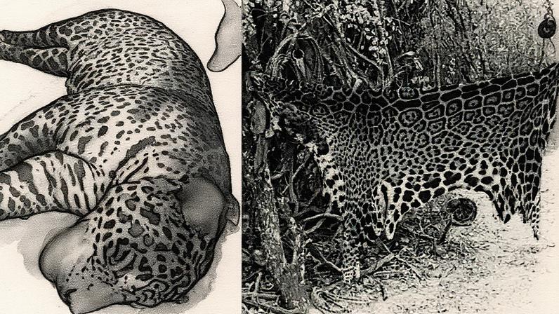 Quatro homens são condenados por matar onça-pintada e compartilhar imagens do crime